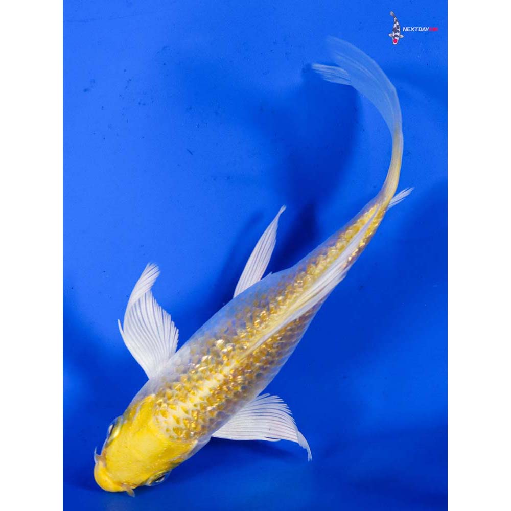 5.5” Imported Gin Rin Lemon Hariwake Butterfly Koi