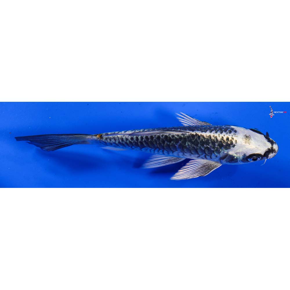 5.5” Imported Gin Matsuba Butterfly Koi