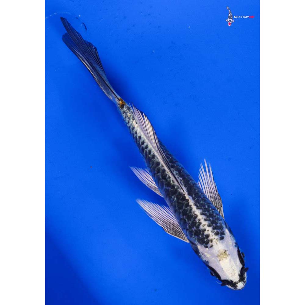 5.5” Imported Gin Matsuba Butterfly Koi