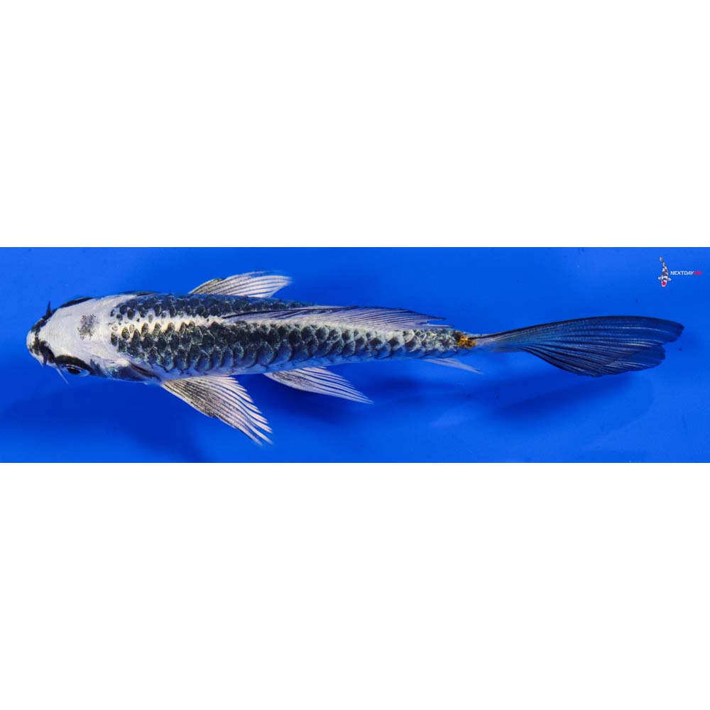 5.5” Imported Gin Matsuba Butterfly Koi