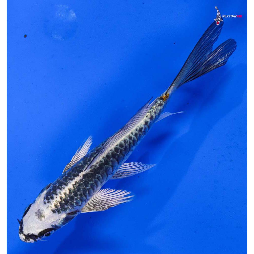 5.5” Imported Gin Matsuba Butterfly Koi