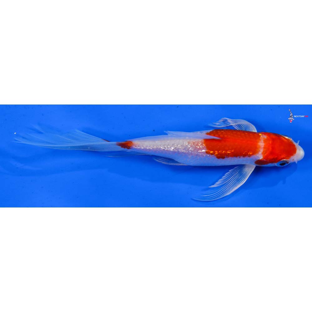 6” Imported Gin Rin Hariwake Butterfly Koi