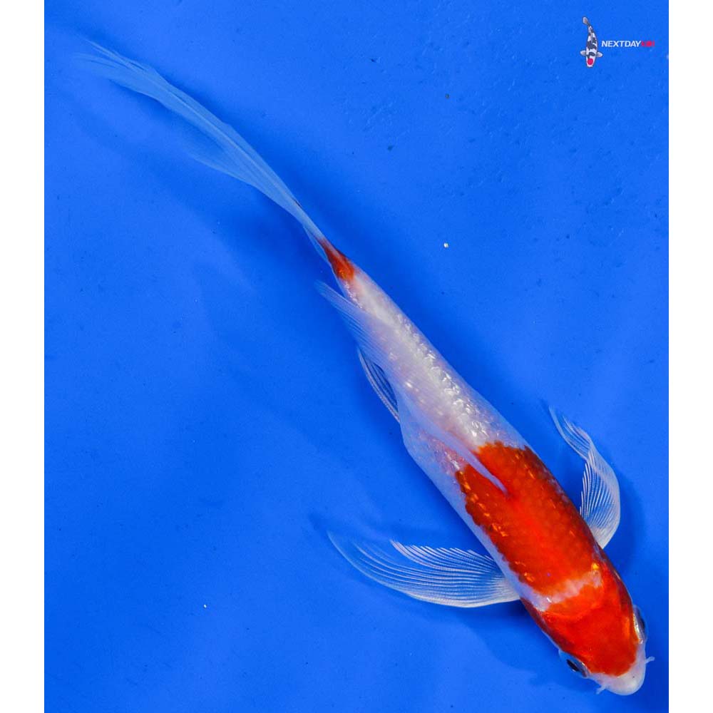 6” Imported Gin Rin Hariwake Butterfly Koi