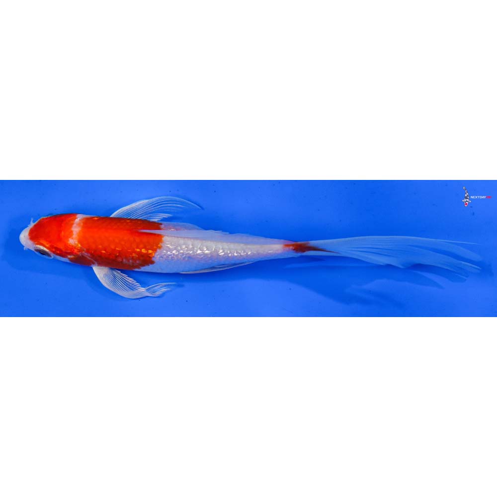 6” Imported Gin Rin Hariwake Butterfly Koi