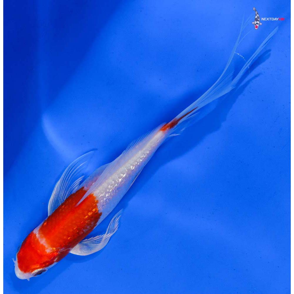 6” Imported Gin Rin Hariwake Butterfly Koi