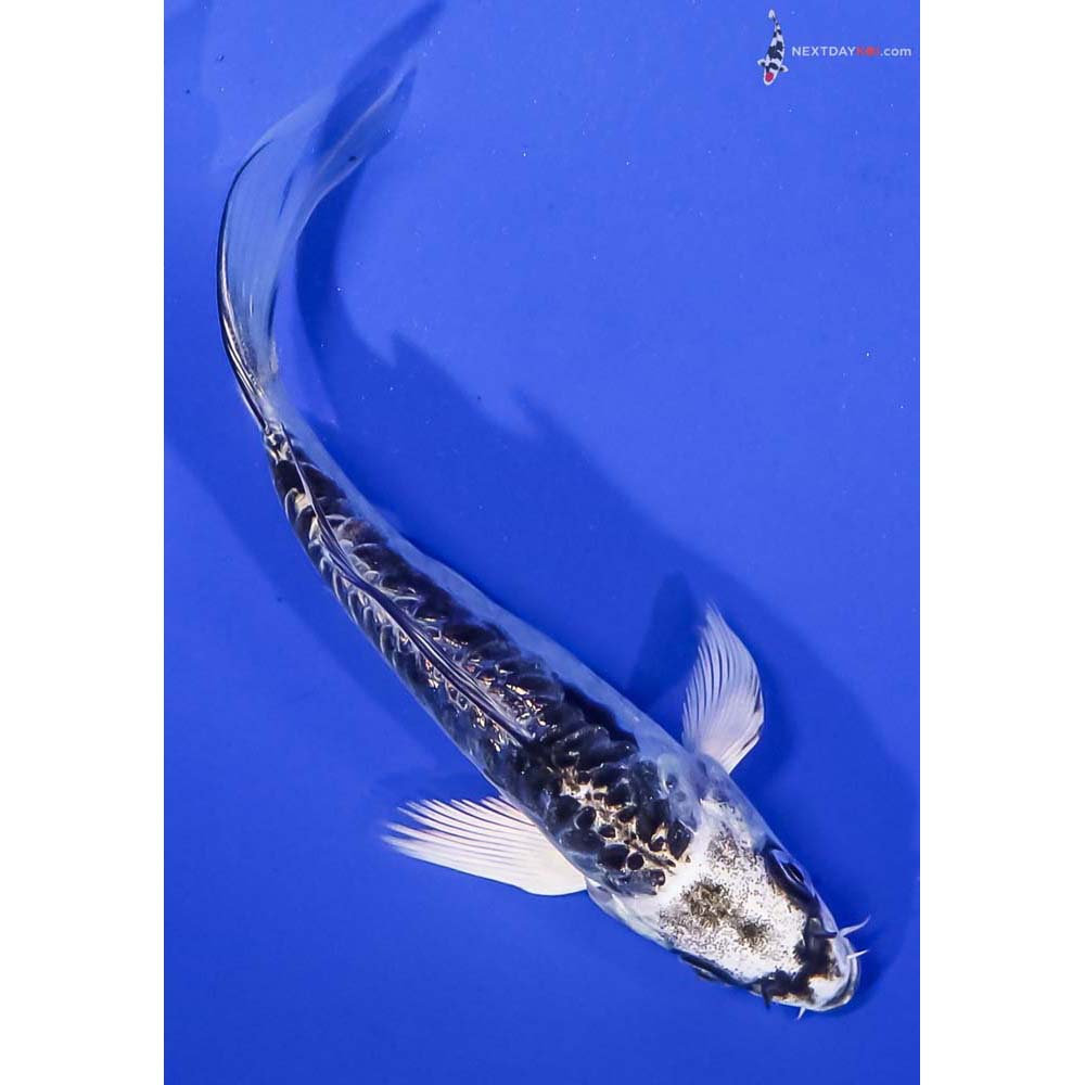 4.5” Imported Kikokuryu Butterfly Koi