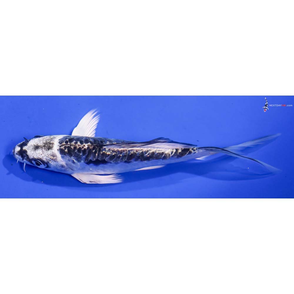 4.5” Imported Kikokuryu Butterfly Koi