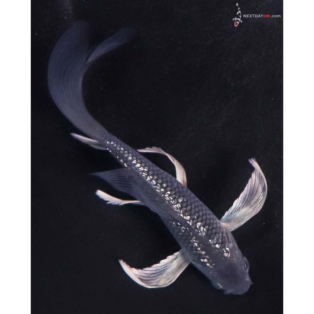 5” Imported Gin Rin Soragoi Butterfly Koi