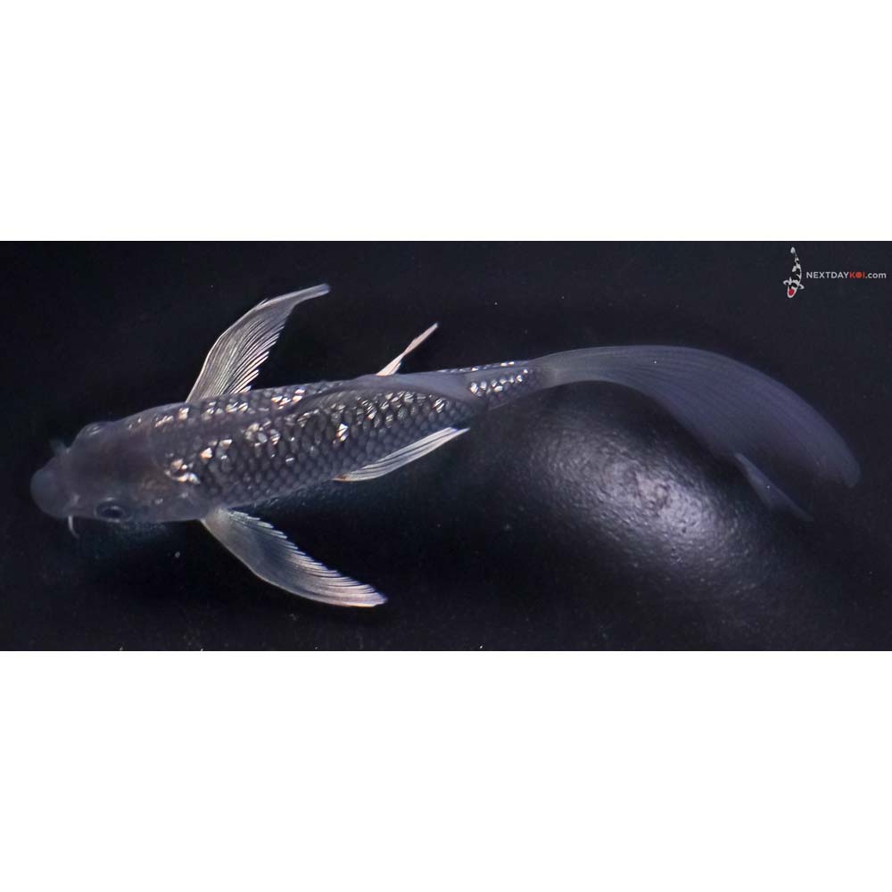 5” Imported Gin Rin Soragoi Butterfly Koi