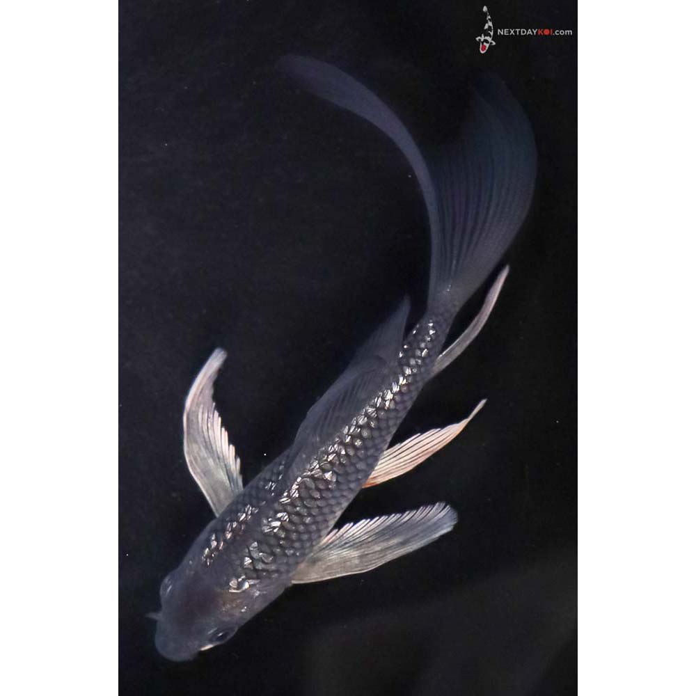 5” Imported Gin Rin Soragoi Butterfly Koi