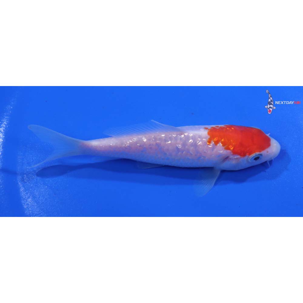 4” Imported Kohaku
