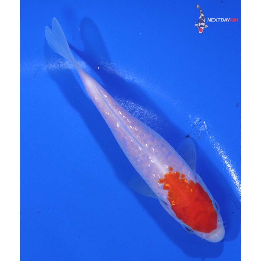 4” Imported Kohaku