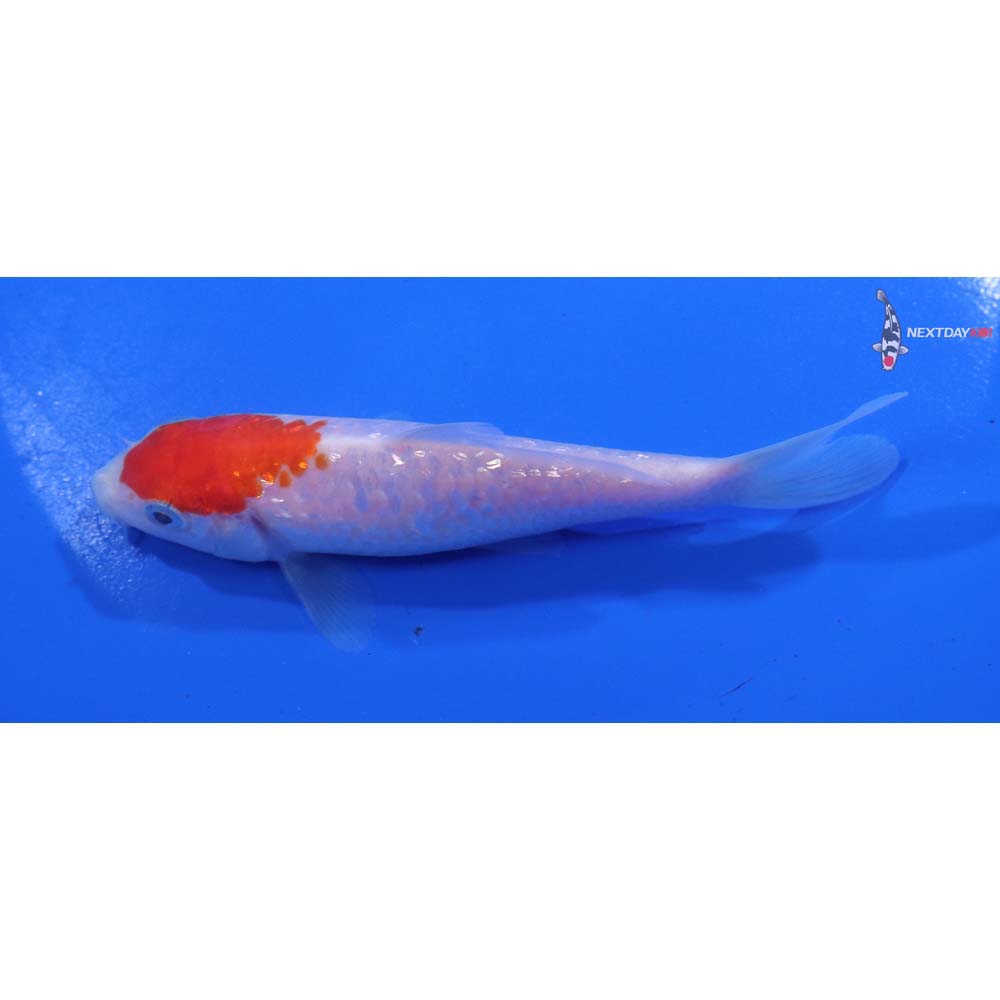 4” Imported Kohaku