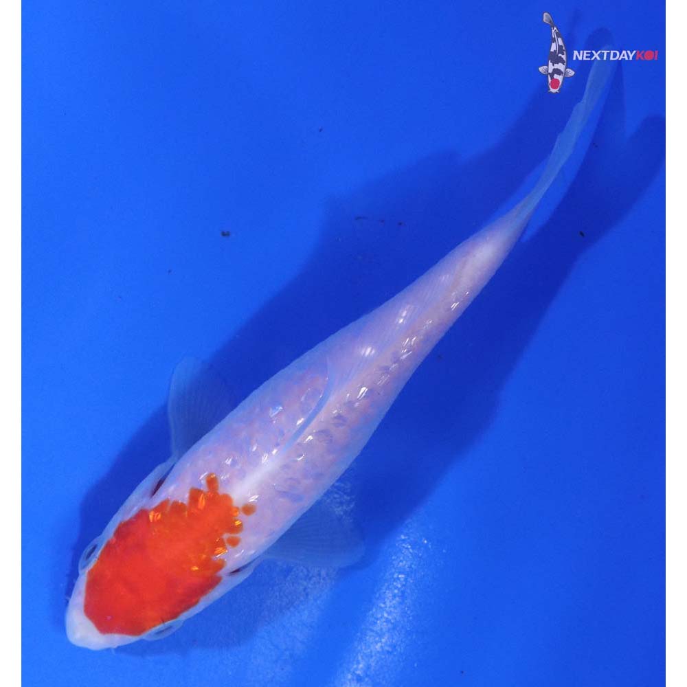 4” Imported Kohaku