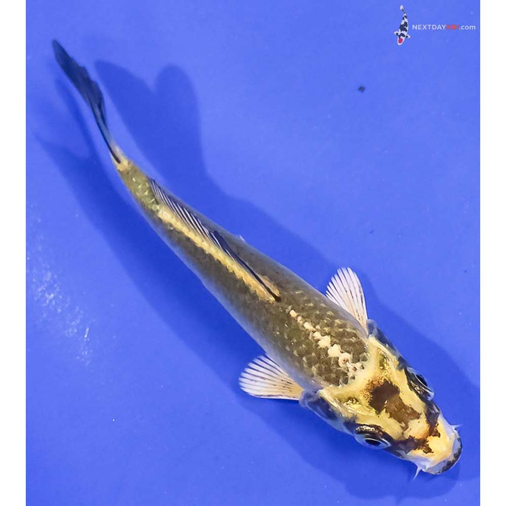 3.5” Imported Kujaku