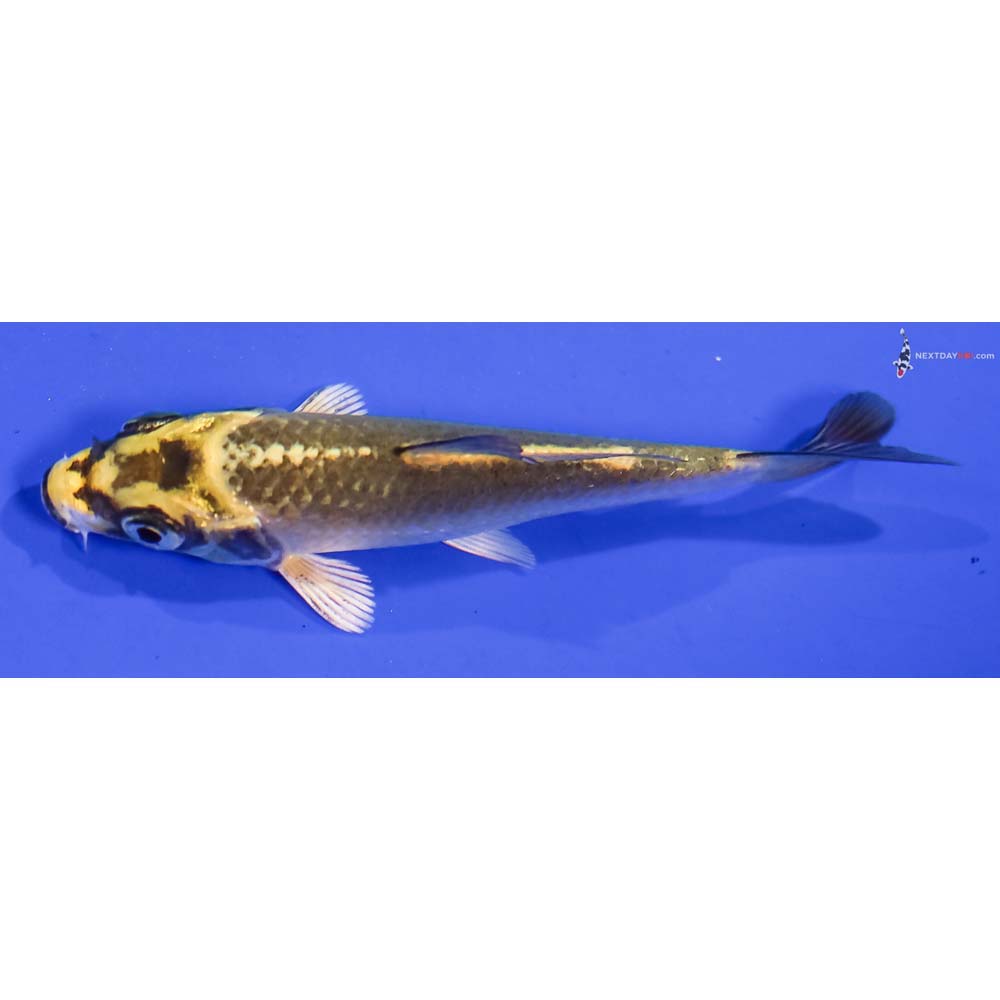 3.5” Imported Kujaku