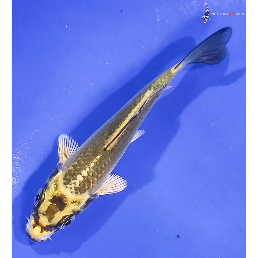 3.5” Imported Kujaku