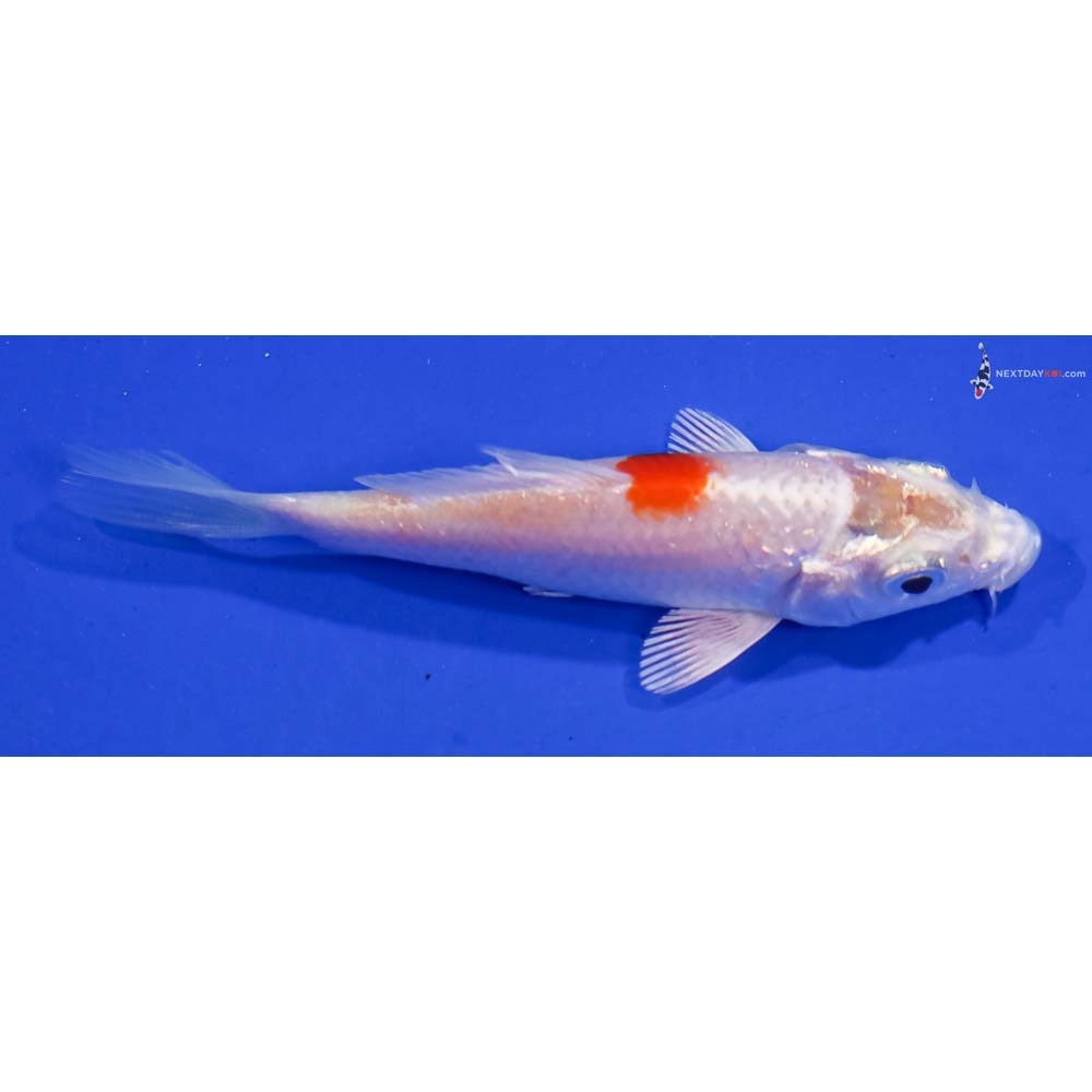 3.5” Imported Hariwake