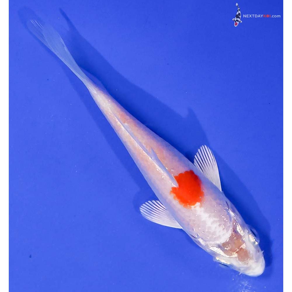 3.5” Imported Hariwake