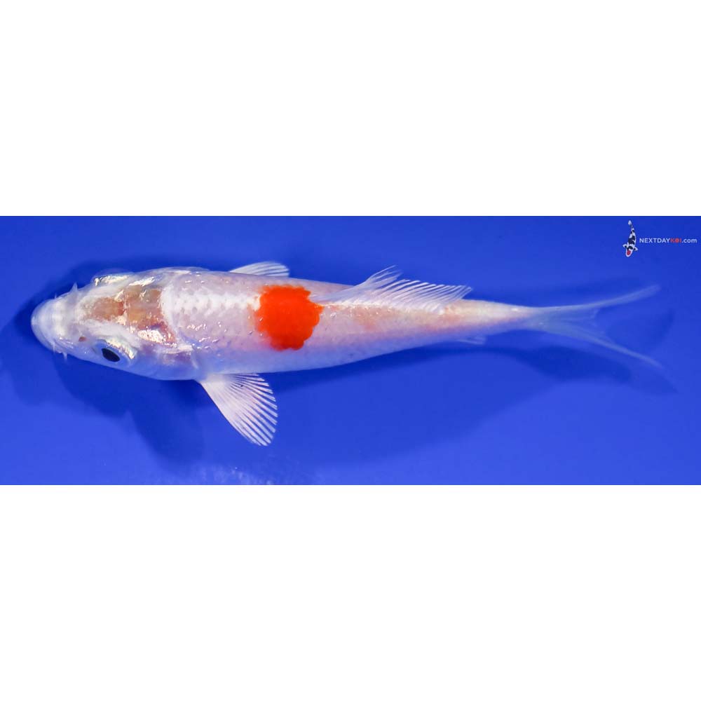 3.5” Imported Hariwake