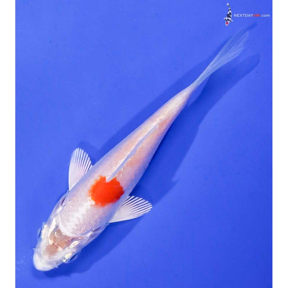 3.5” Imported Hariwake