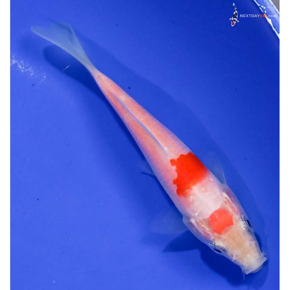 4” Imported Kohaku