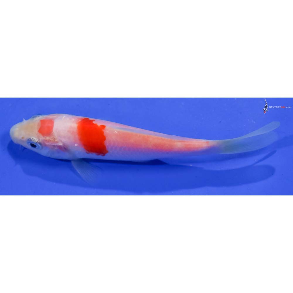 4” Imported Kohaku