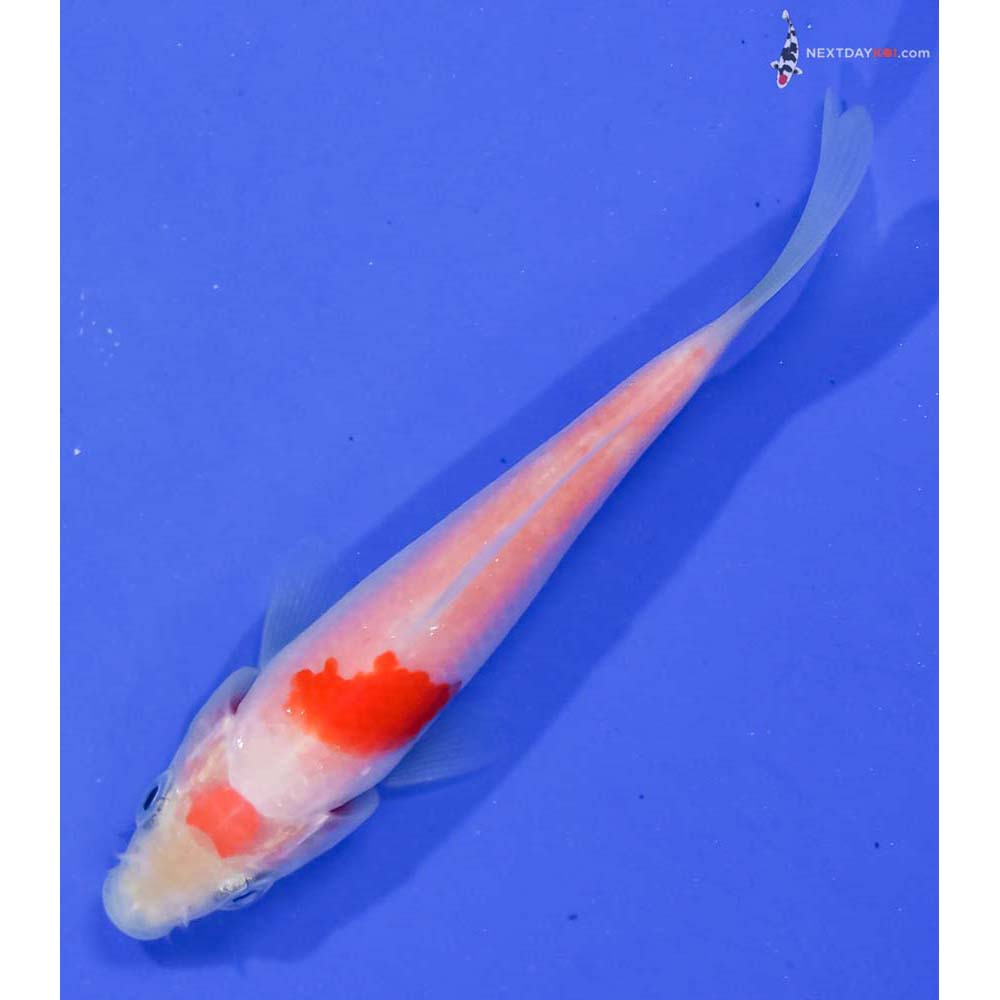 4” Imported Kohaku