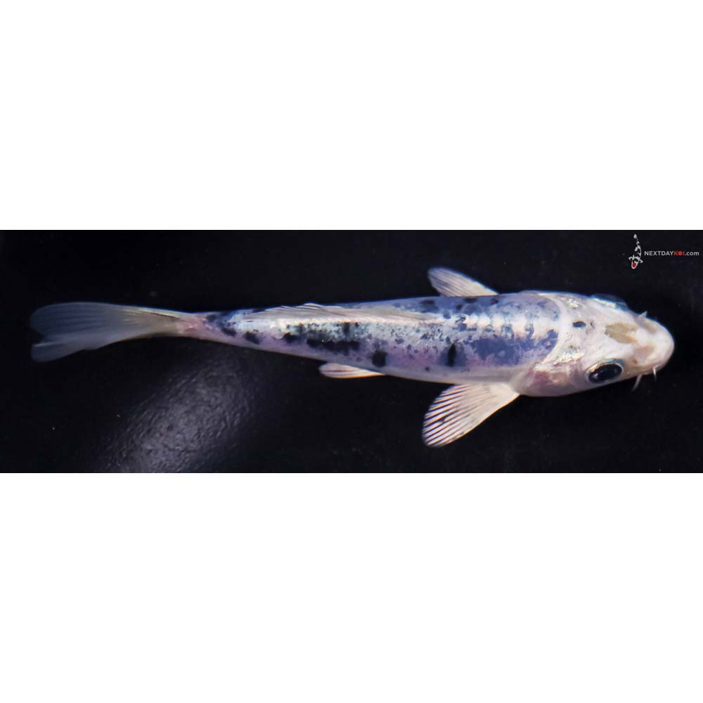 4.5” Imported Doitsu Blue Gin Shiro Bekko