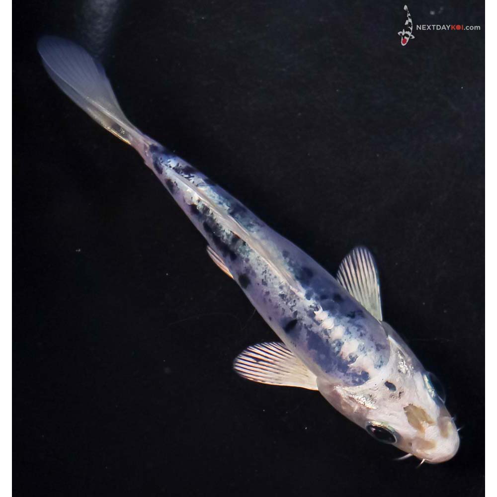 4.5” Imported Doitsu Blue Gin Shiro Bekko