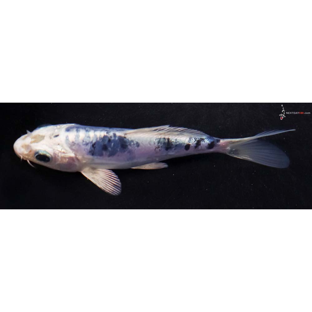 4.5” Imported Doitsu Blue Gin Shiro Bekko