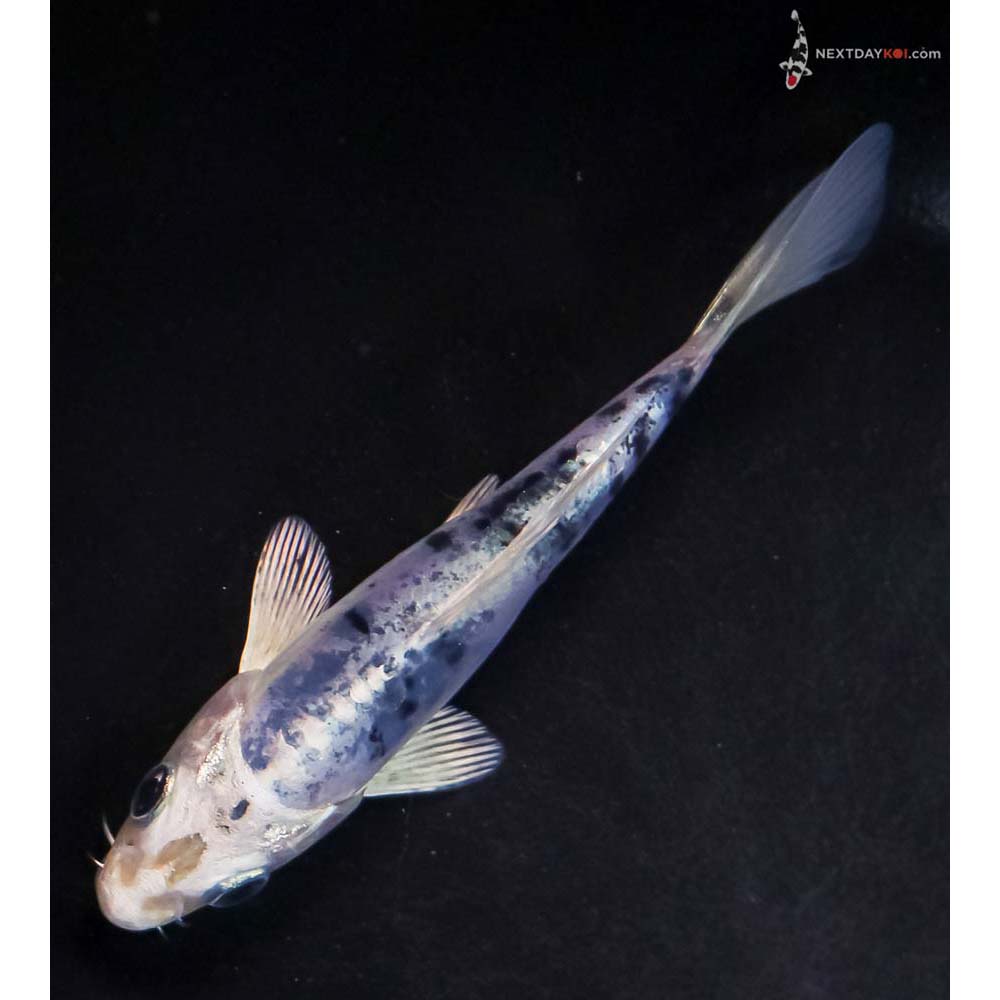 4.5” Imported Doitsu Blue Gin Shiro Bekko