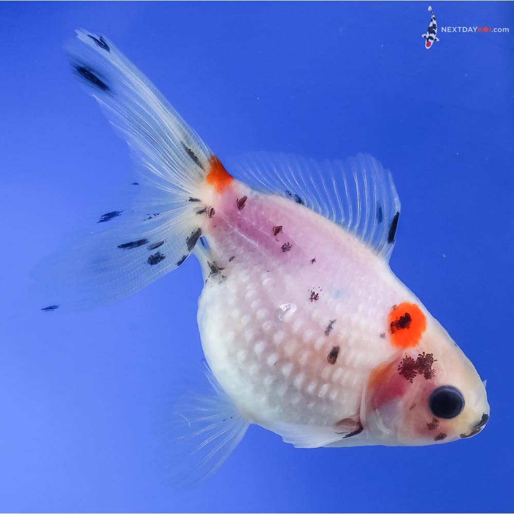 3.5” Imported Calico Pearlscale