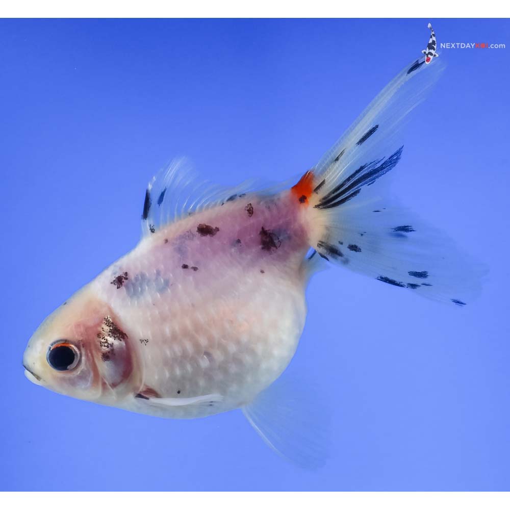 3.5” Imported Calico Pearlscale