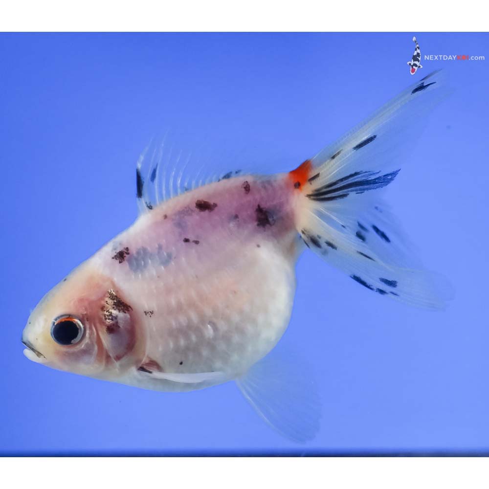 3.5” Imported Calico Pearlscale