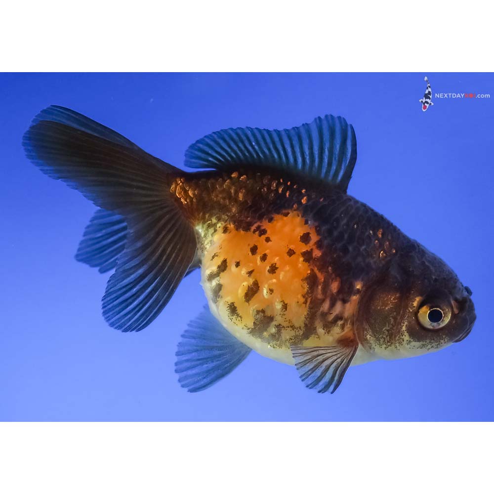 3.5” Imported Yellow and Black Pearlscale