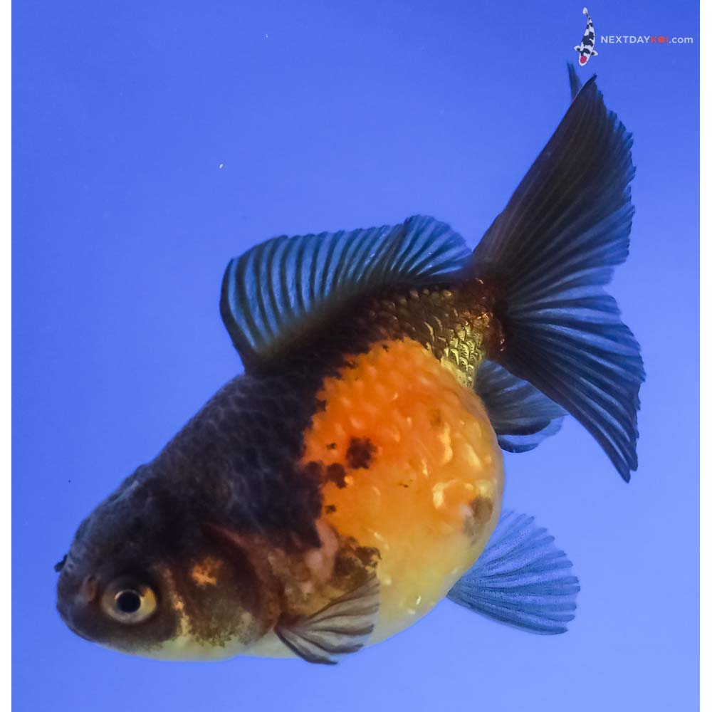 3.5” Imported Yellow and Black Pearlscale