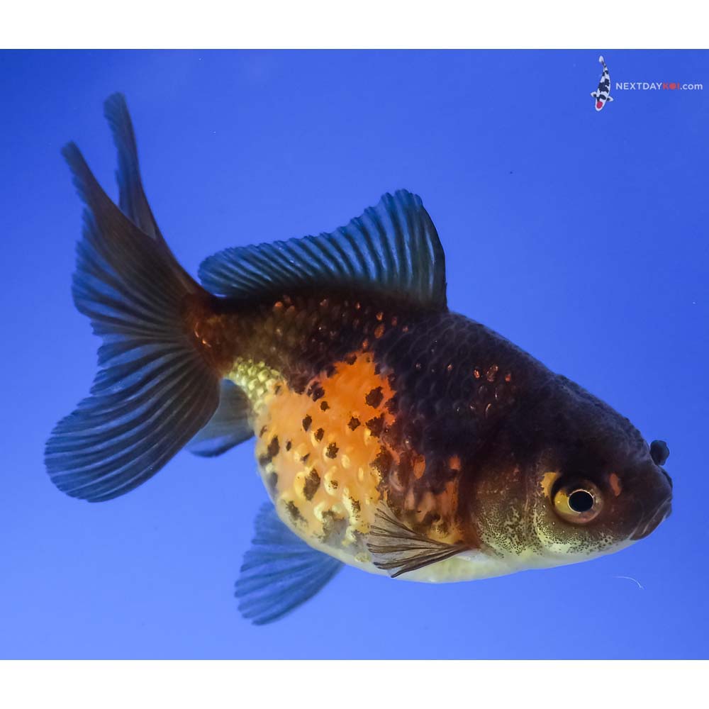 3.5” Imported Yellow and Black Pearlscale