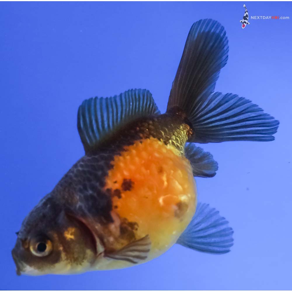 3.5” Imported Yellow and Black Pearlscale