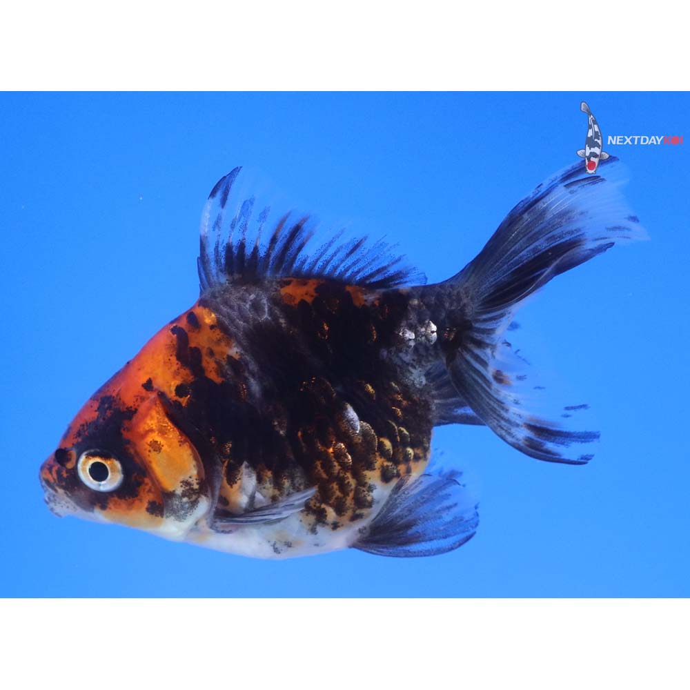 4” Imported Calico Ryukin
