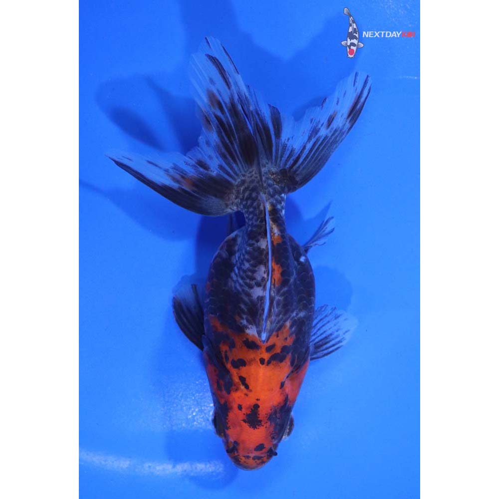 4” Imported Calico Ryukin