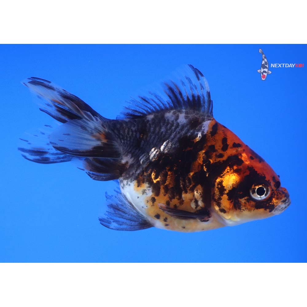 4” Imported Calico Ryukin