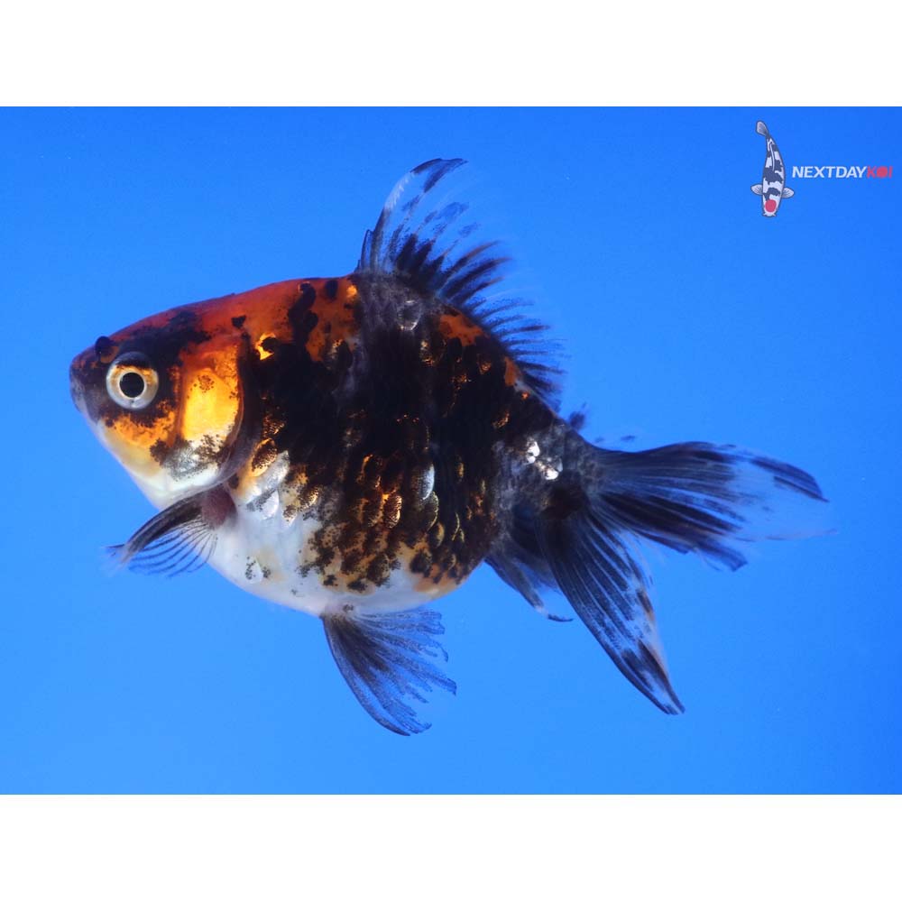 4” Imported Calico Ryukin