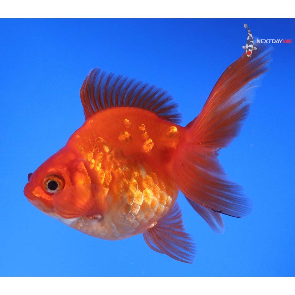 4.5” Imported Red and White Ryukin