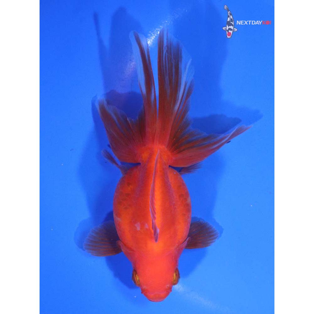 4.5” Imported Red and White Ryukin