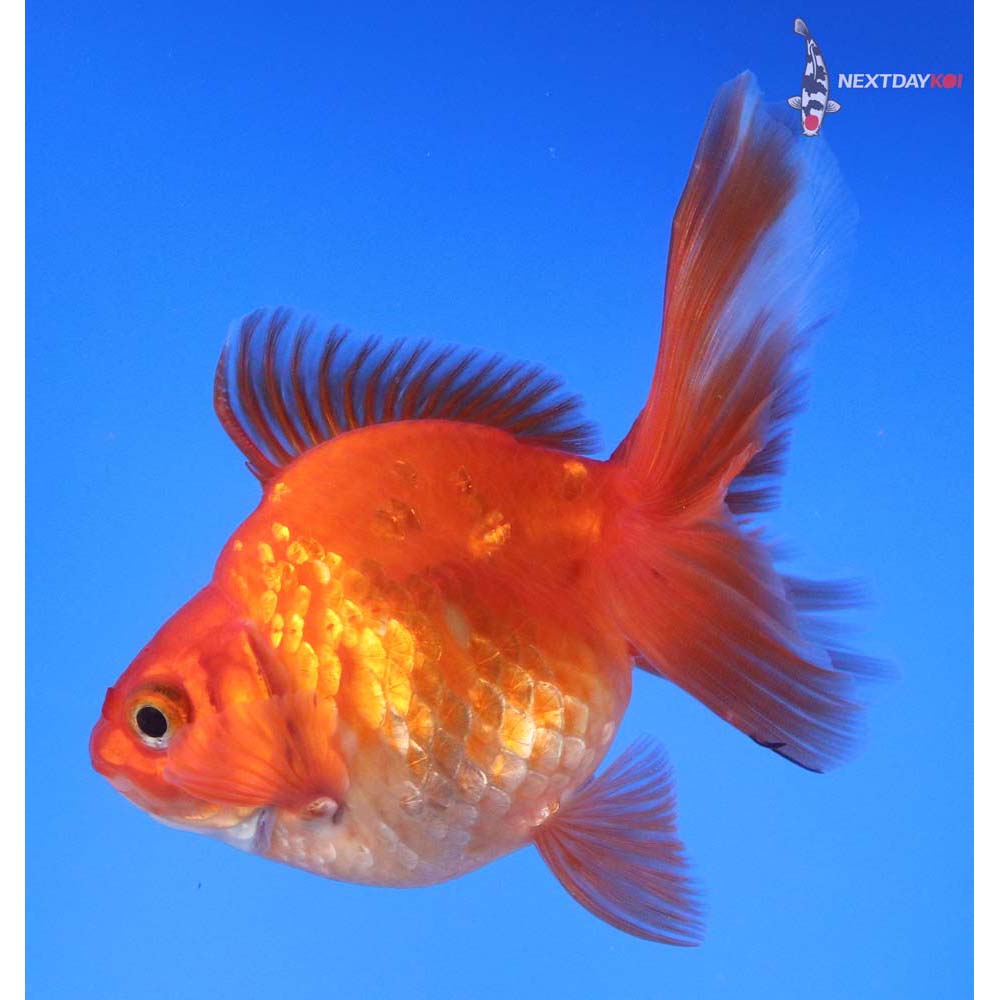 4.5” Imported Red and White Ryukin