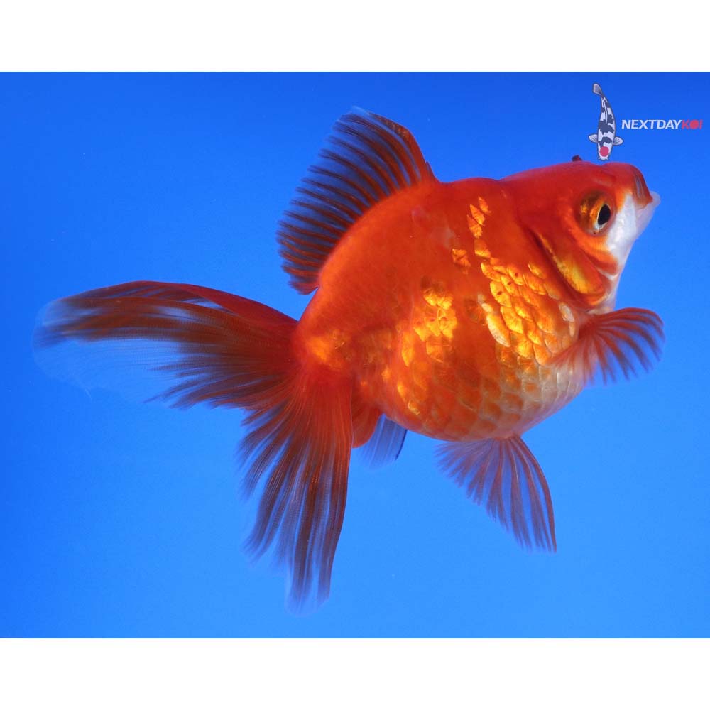 4.5” Imported Red and White Ryukin