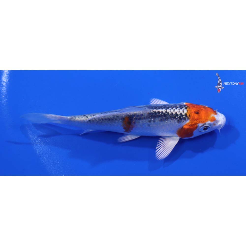 3.5” Imported Kujaku