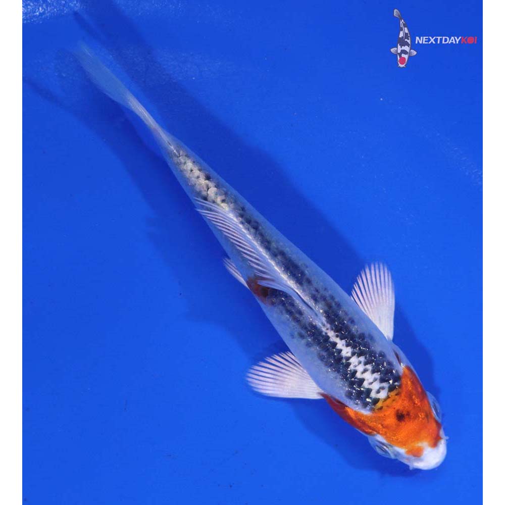 3.5” Imported Kujaku