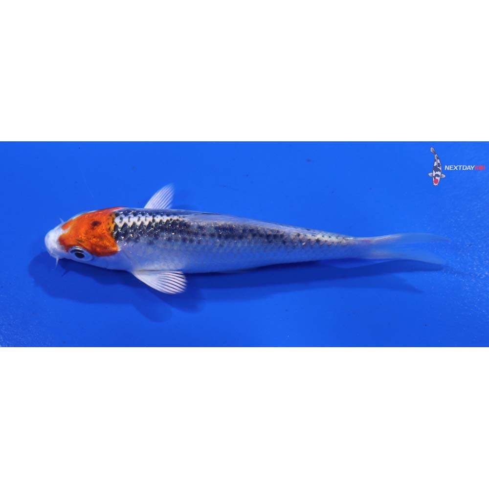 3.5” Imported Kujaku